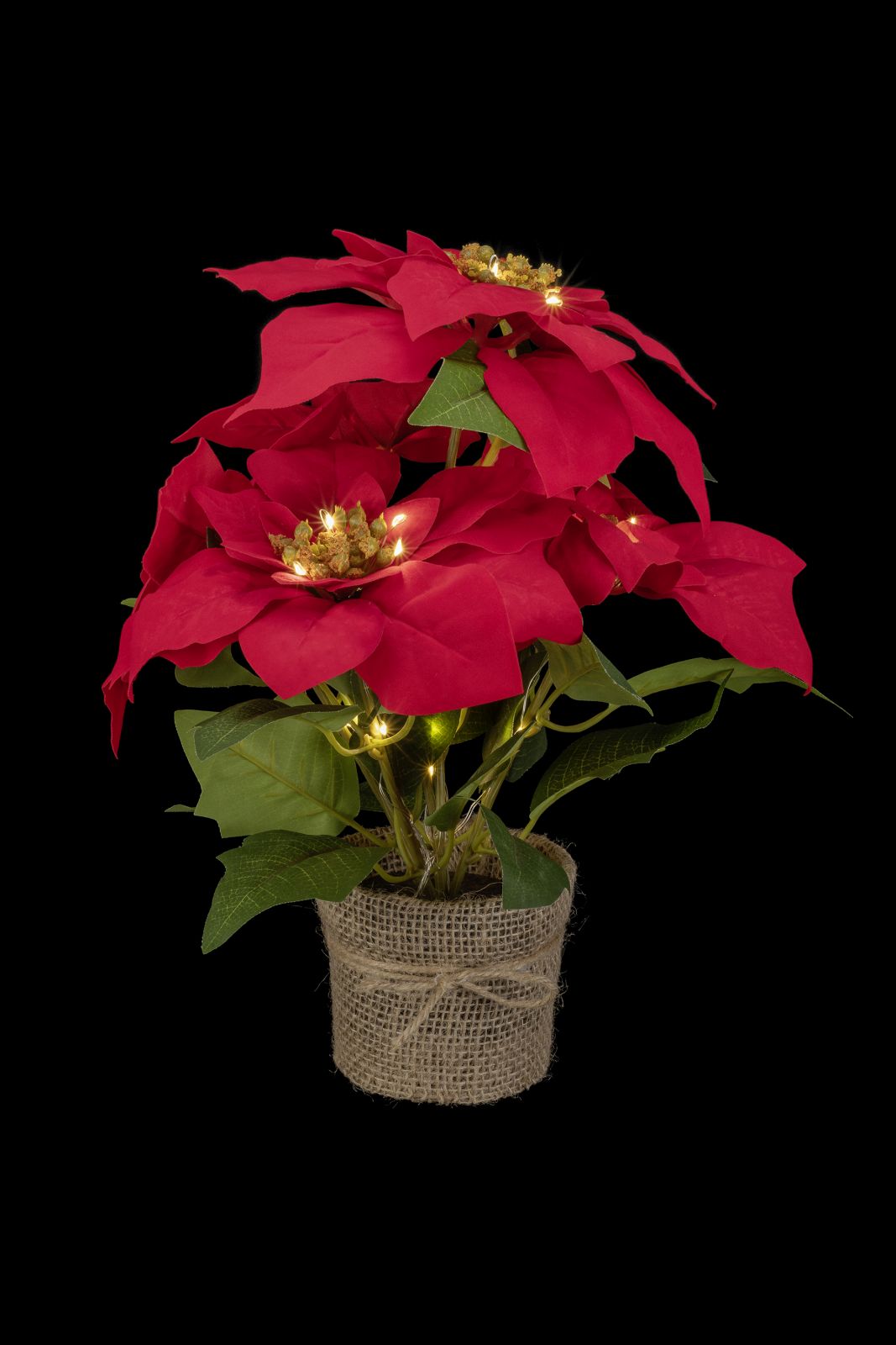 Poinsettia 33