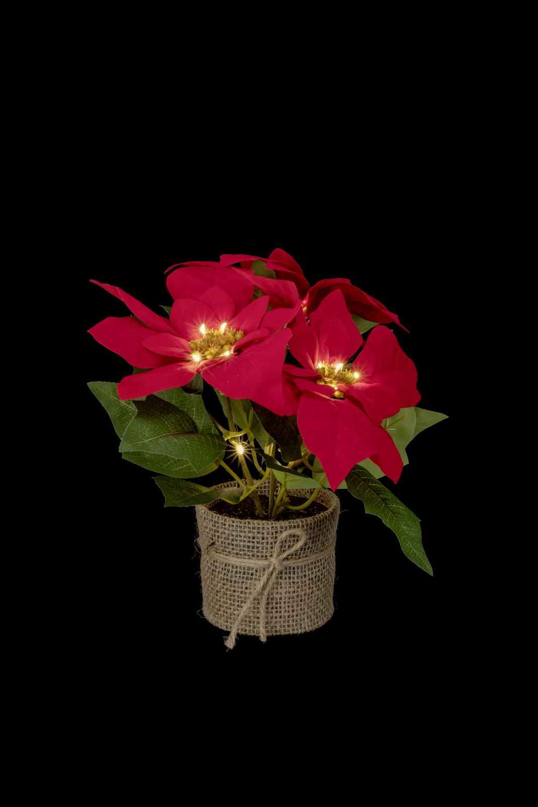 Poinsettia 24